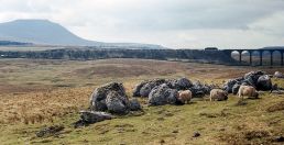 013-Ribblehead.jpg