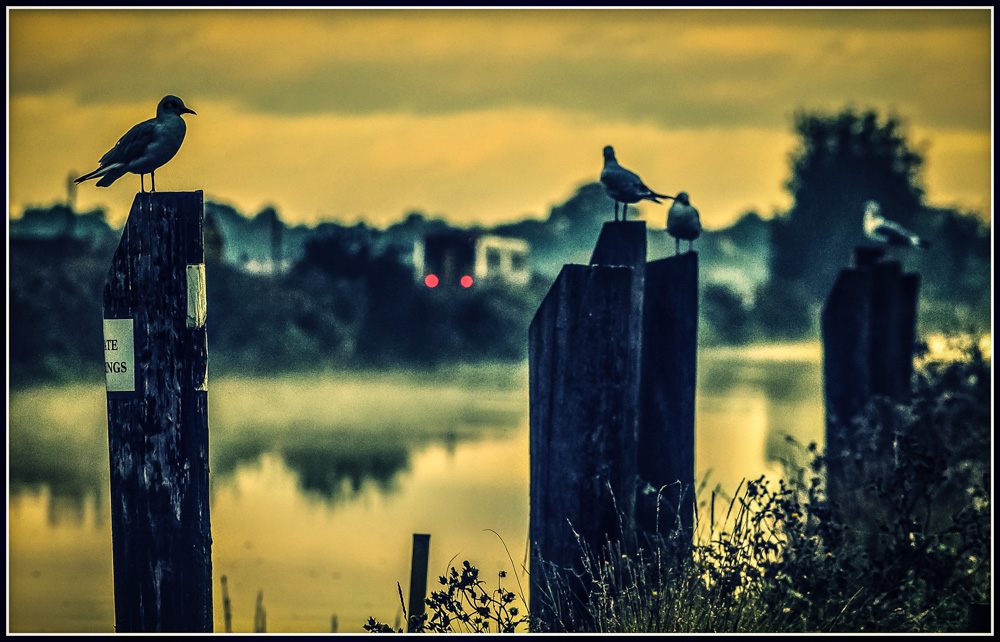 Gulls Allowed
Private moorings on The New Cut, St Olaves, Suffolk.
