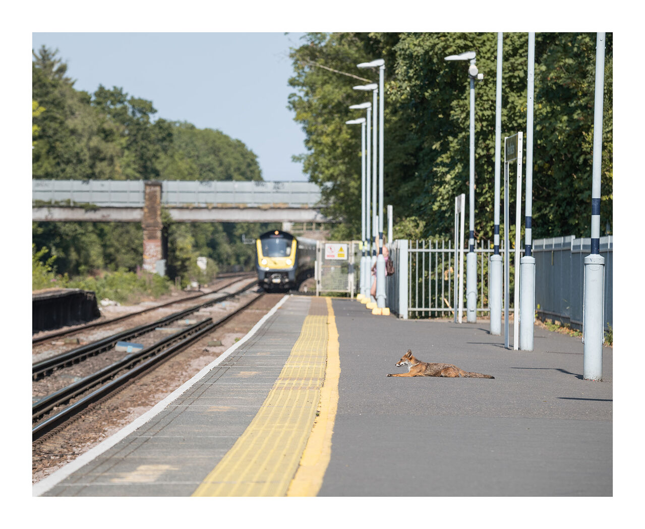 Waiting for a train
A rather different sort of passenger waits for a train on a long hot summer day

