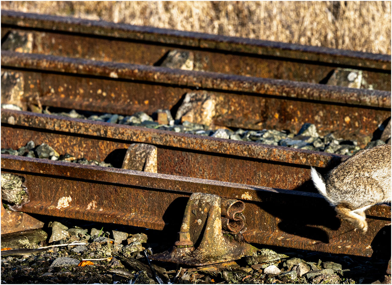 Bugged Bunny
A bunny exits stage left amongst the pointwork at Hellifield.
